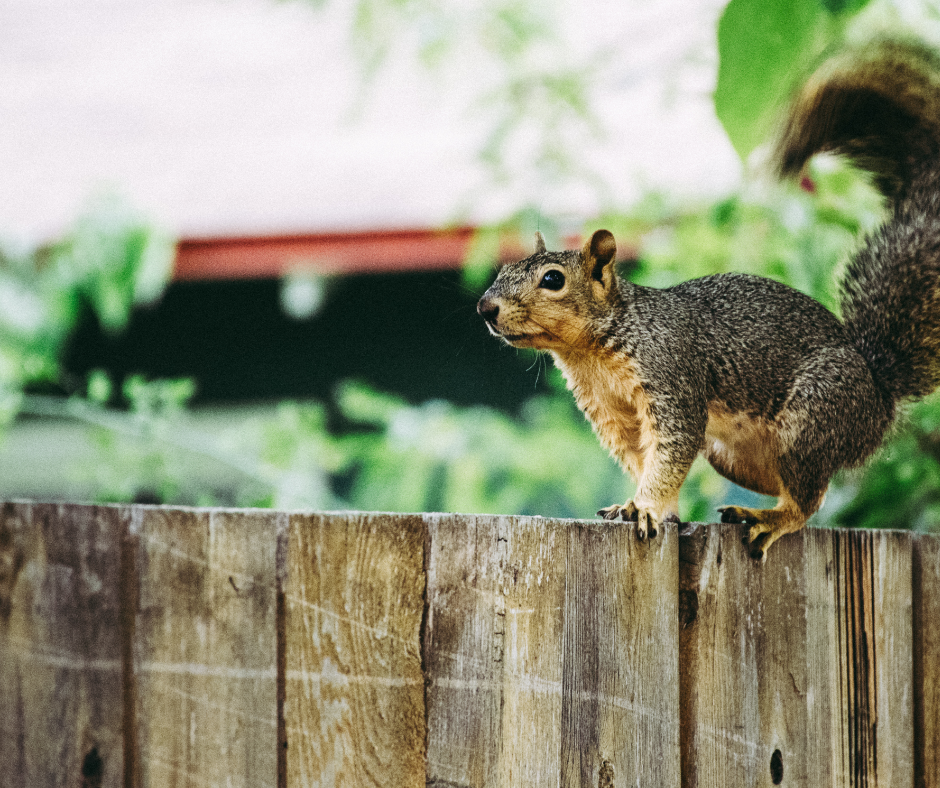 Read more about the article Think Like a Squirrel and Reach Your Goals